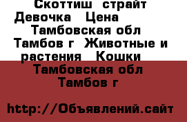 Скоттиш  страйт.Девочка › Цена ­ 1 200 - Тамбовская обл., Тамбов г. Животные и растения » Кошки   . Тамбовская обл.,Тамбов г.